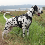 Non-Stop Dogwear Line Harness 5.0 | OUTLET